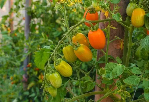 Best Types of Roma Tomatoes