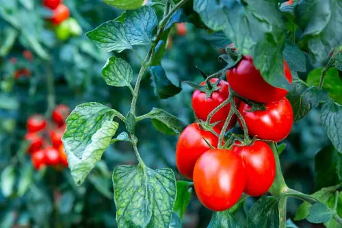 Requirements for Growing Roma Tomatoes