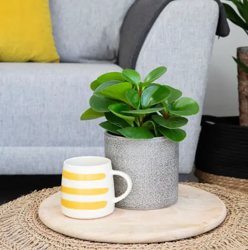 Coffee Table Plants for indoor 4