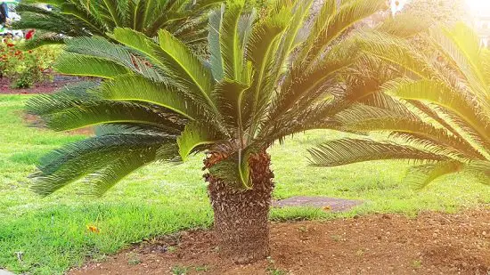 How To Grow Sago Palm Pups