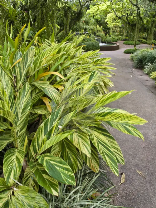 Ginger plant types that can be grown