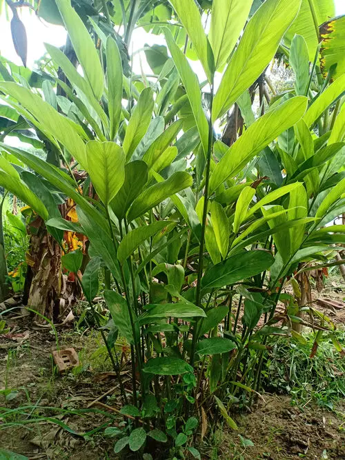 Types of Ginger Plants