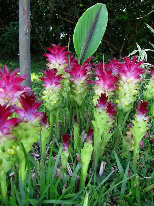 Types of Ginger Plants  to grow
