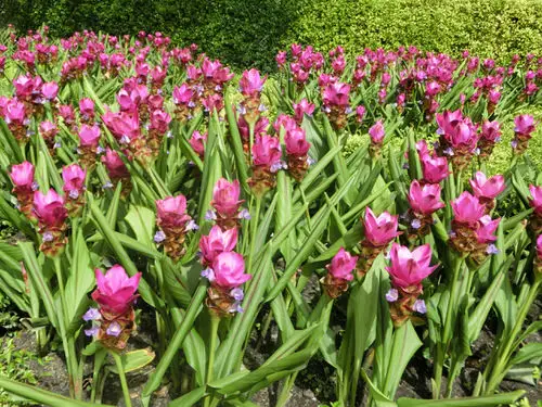 top Ginger plant varieties that can be grown