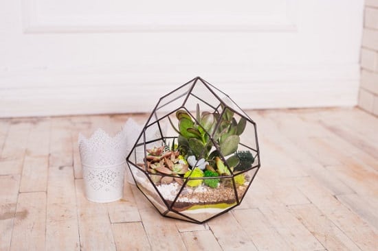 How to Use Sand for Your Succulent?