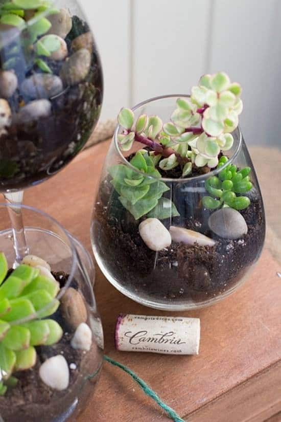 Succulents in wine glasses