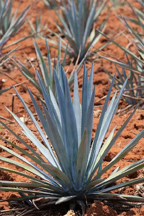 Best Agave Varieties