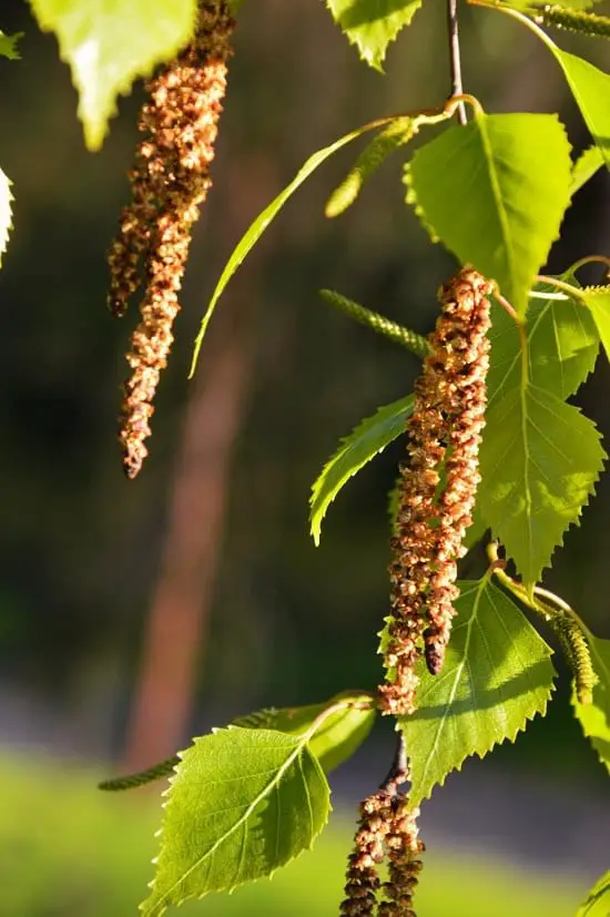 Top plants to loose weight 