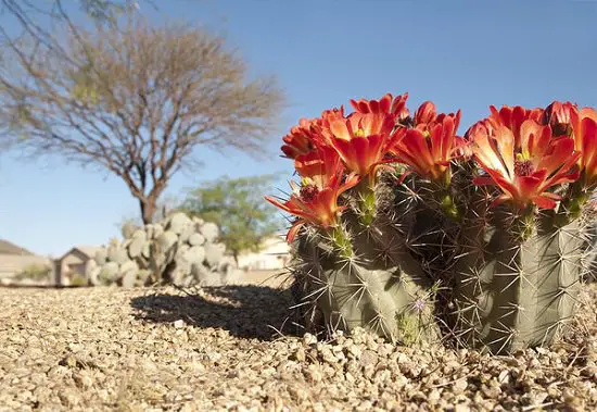 Cold Hardy Succulents for Winters in garden