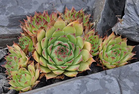Cold Hardy Succulents for Winters