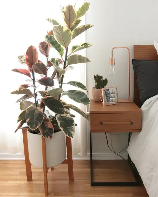 Indoor Patterned Variegated Plants