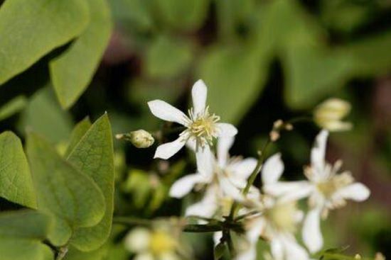 Flowers that smell good at night