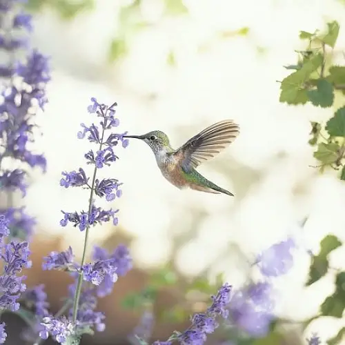 Best Plants and Flowers that Attract Hummingbirds