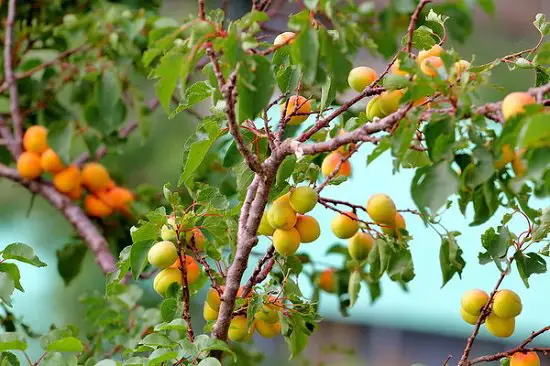 Plants Toxic to Dogs that you must keep your pets away from