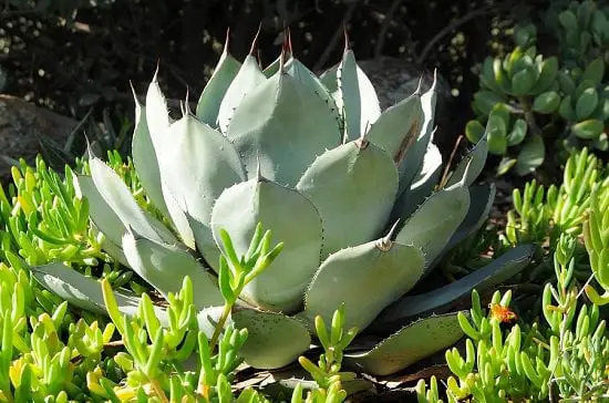best Cold Hardy Succulents for Winters