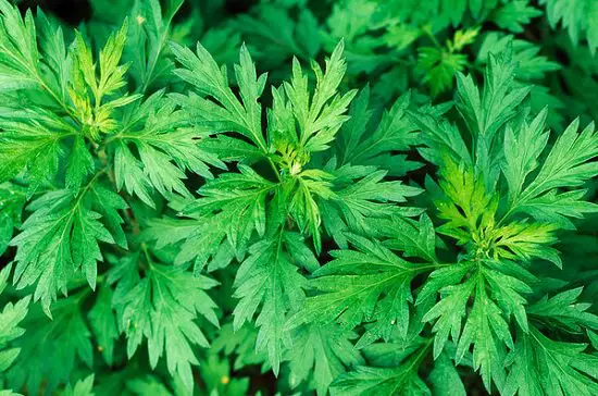 Plants Toxic to Dogs that you must have an idea about