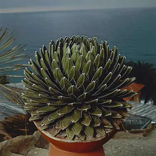 Agave tequilana