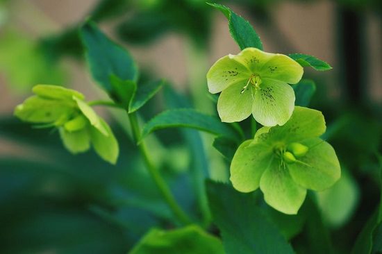 List of Plants Toxic to Dogs