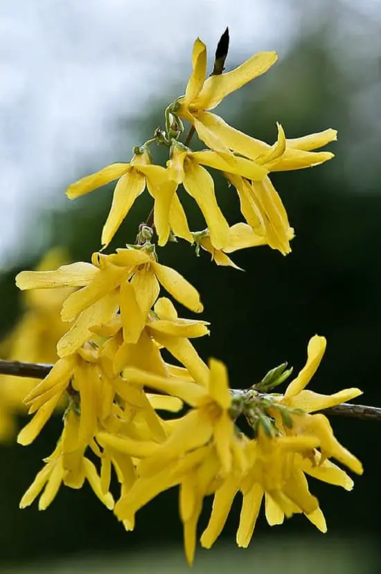 Fragrant plants list