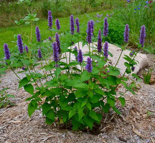Best Plants and Flowers that Attract Hummingbirds in yard