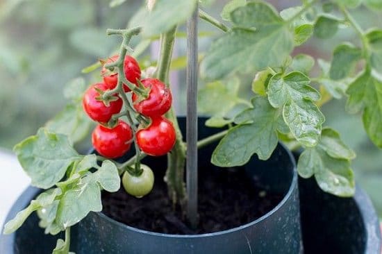 DIY Tomato Ring 