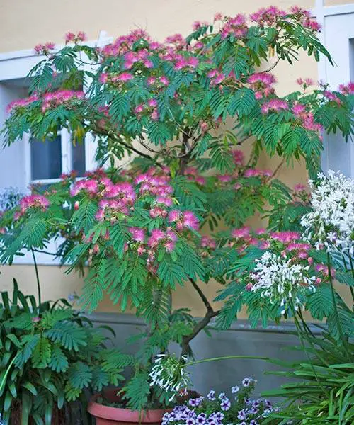 Top best Flowers & Plants to Bring Hummingbirds
