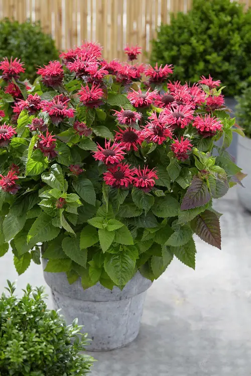 Best Plants and Flowers that Attract Hummingbirds