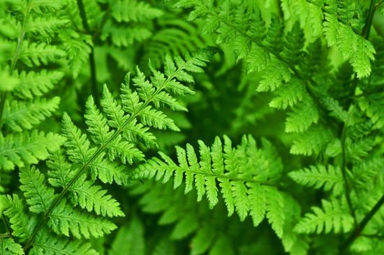 Plants that Can be Used as Soap in organic way