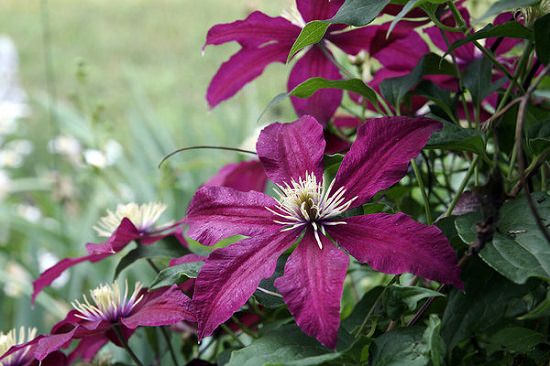 Plants that Can be Used as Soap and shampoos