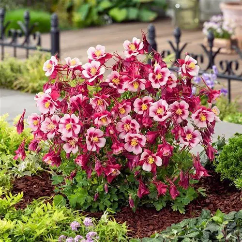Best Plants and Flowers that Attract Hummingbirds in garden