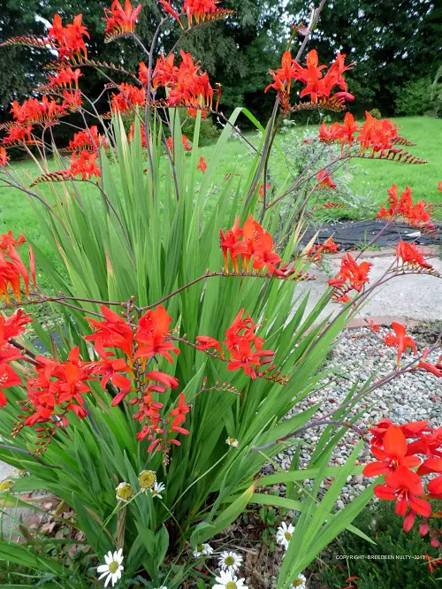 Top Flowers & Plants to Bring Hummingbirds