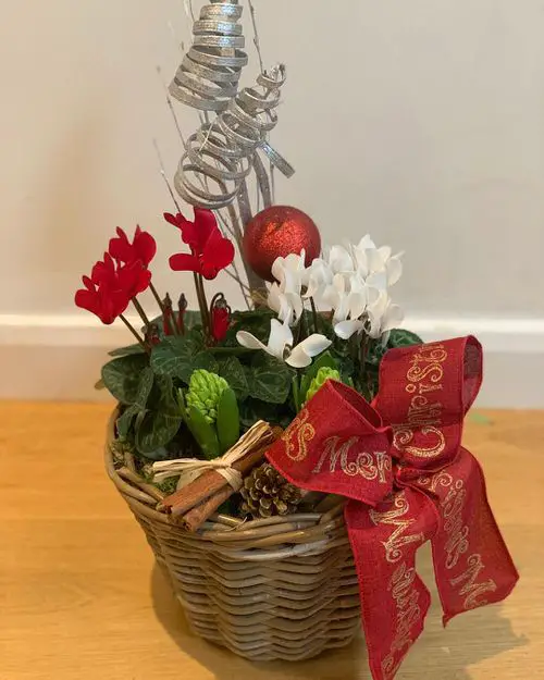Cane Basket Planter
