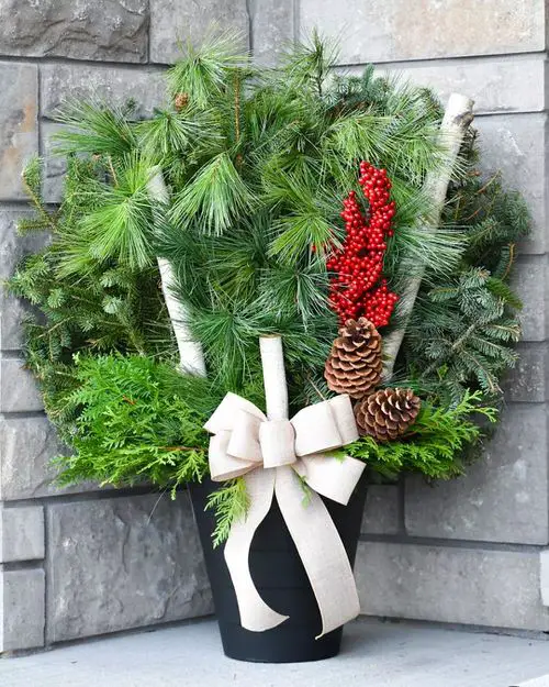 Christmas Tree in Bonsai Pot