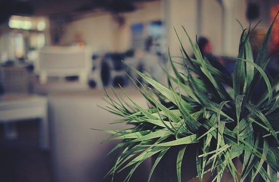 Do plants grow at night