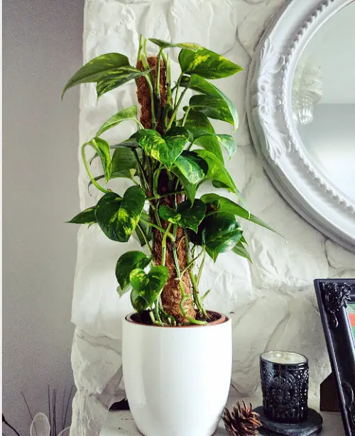 Amazing Plants that Attract Money and Bring Fortune to Home