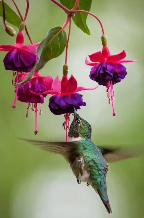 Plants to Bring Hummingbirds