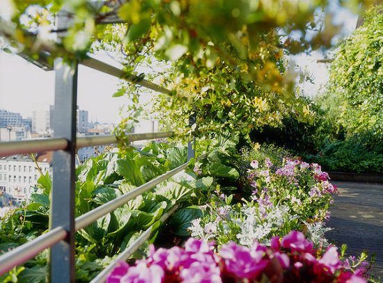 Best Plants for Balcony