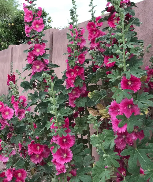Weeds That Look Like Hollyhocks