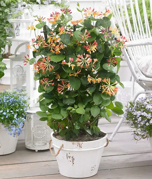 Flowers & Plants to Bring Hummingbirds