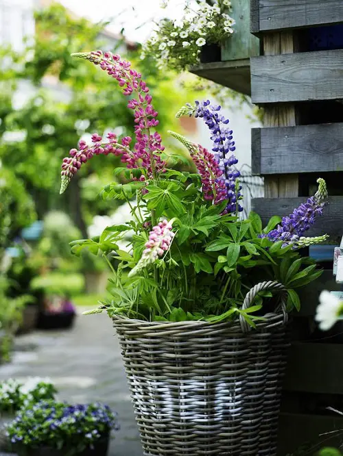 Flowers that Attract Hummingbirds