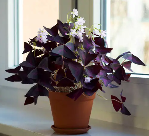 flowering Plants that Attract Money and Bring Fortune to Home