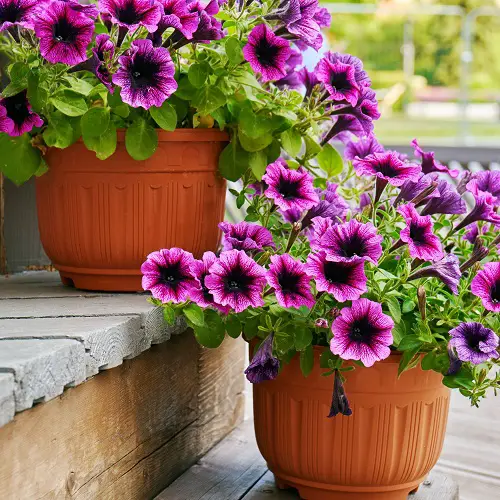 Amazing Plants and Flowers that Attract Hummingbirds