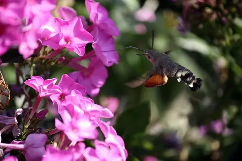 The Greatest Flowers and Plants to Draw Hummingbirds