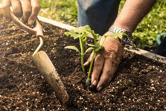 How to build a raised garden bed cheap