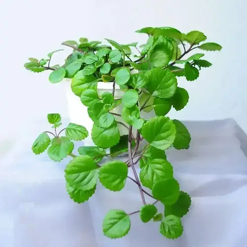 Plants that Attract Money and Bring Fortune to Home
