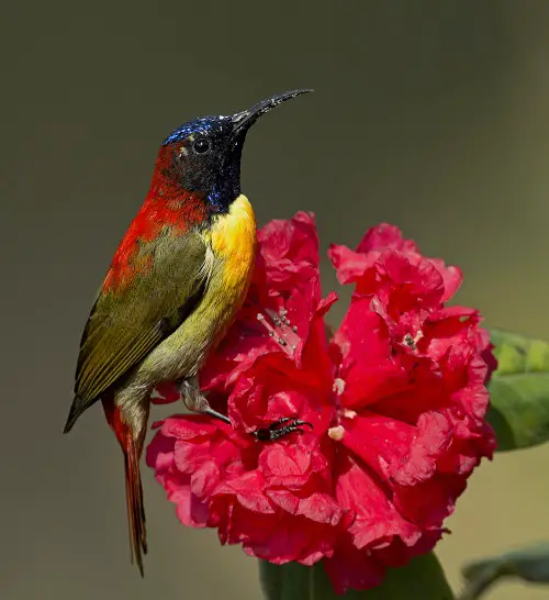 best Top Flowers & Plants to Bring Hummingbirds