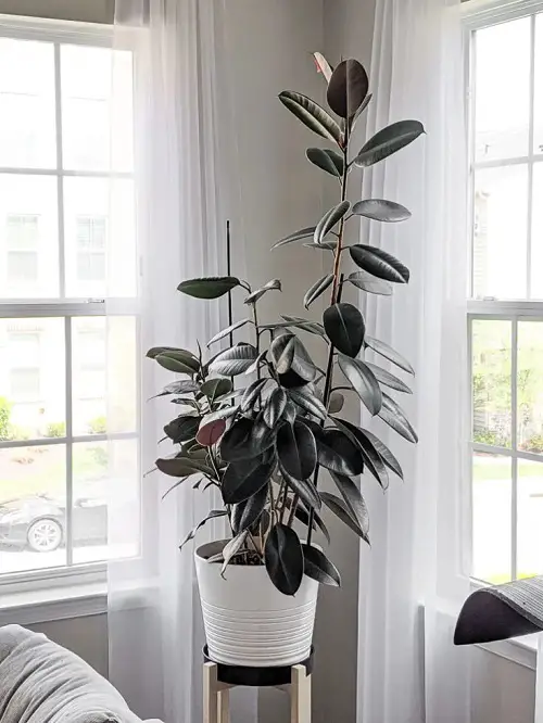 Amazing Plants that Attract Money and Bring Fortune to Home