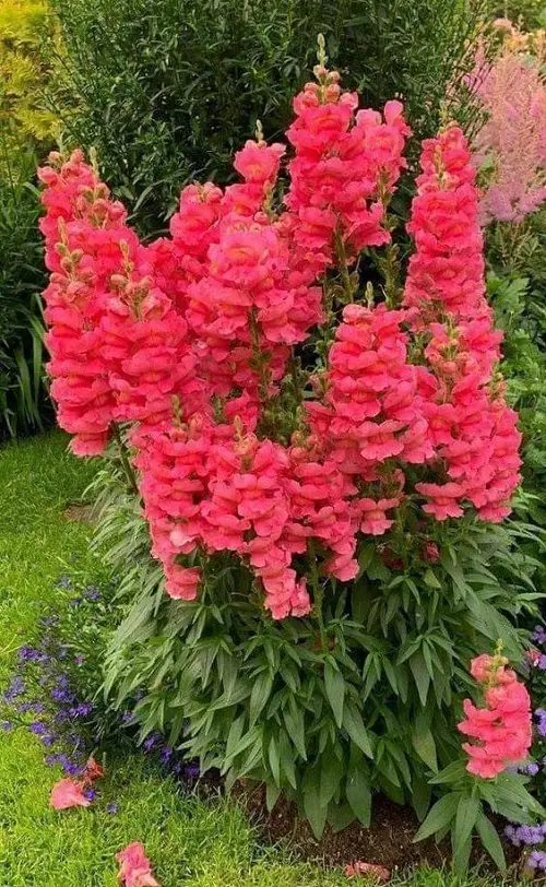 Best cut flower