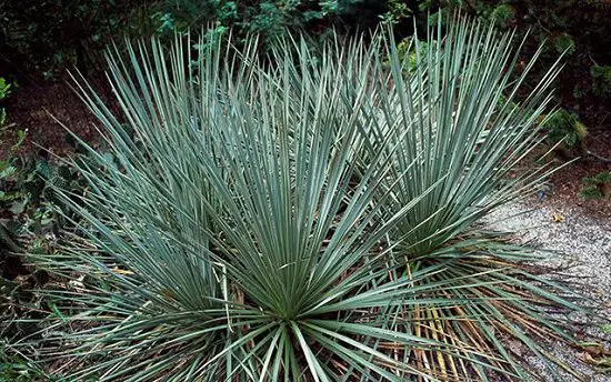 Plants that Can be Used as Soap you never knew 