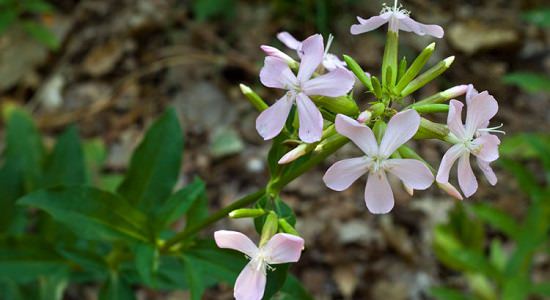 Plants that Can be Used as Soap
